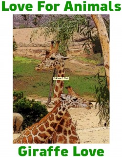 “Giraffe Love” Love For Animals