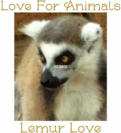“Lemur Love” Love For Animals