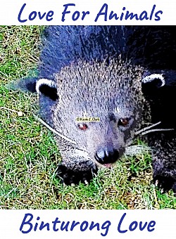 “Binturong Love” Love For Animals