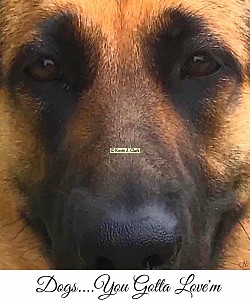 “Eyes Of Loyalty” Dogs....You Gotta Love'm