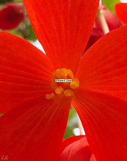 Rays Of Orange